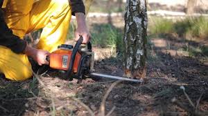 Best Tree Planting  in Rockwell, NC